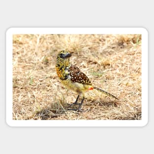 d'Arnaud's Barbet, Serengeti, Tanzania Sticker